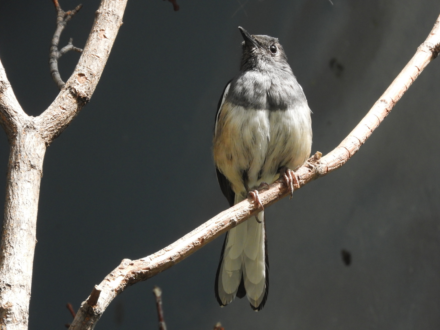Oriental Magpie-Robin (Copsychus saularis)