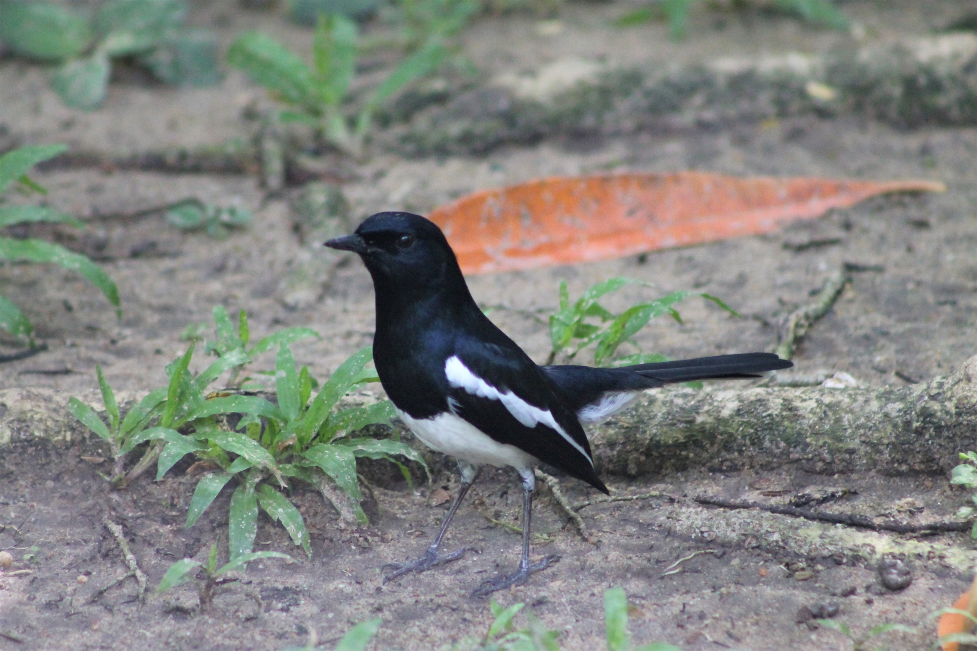Oriental Magpie-Robin (Copsychus saularis)