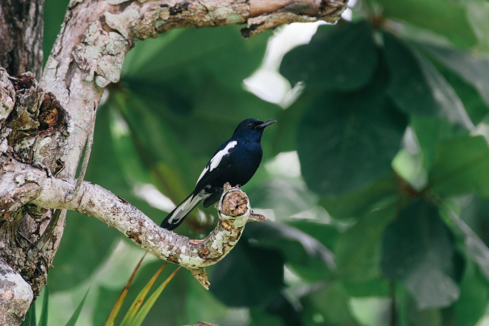 Oriental Magpie Robin (Copsychus saularis)