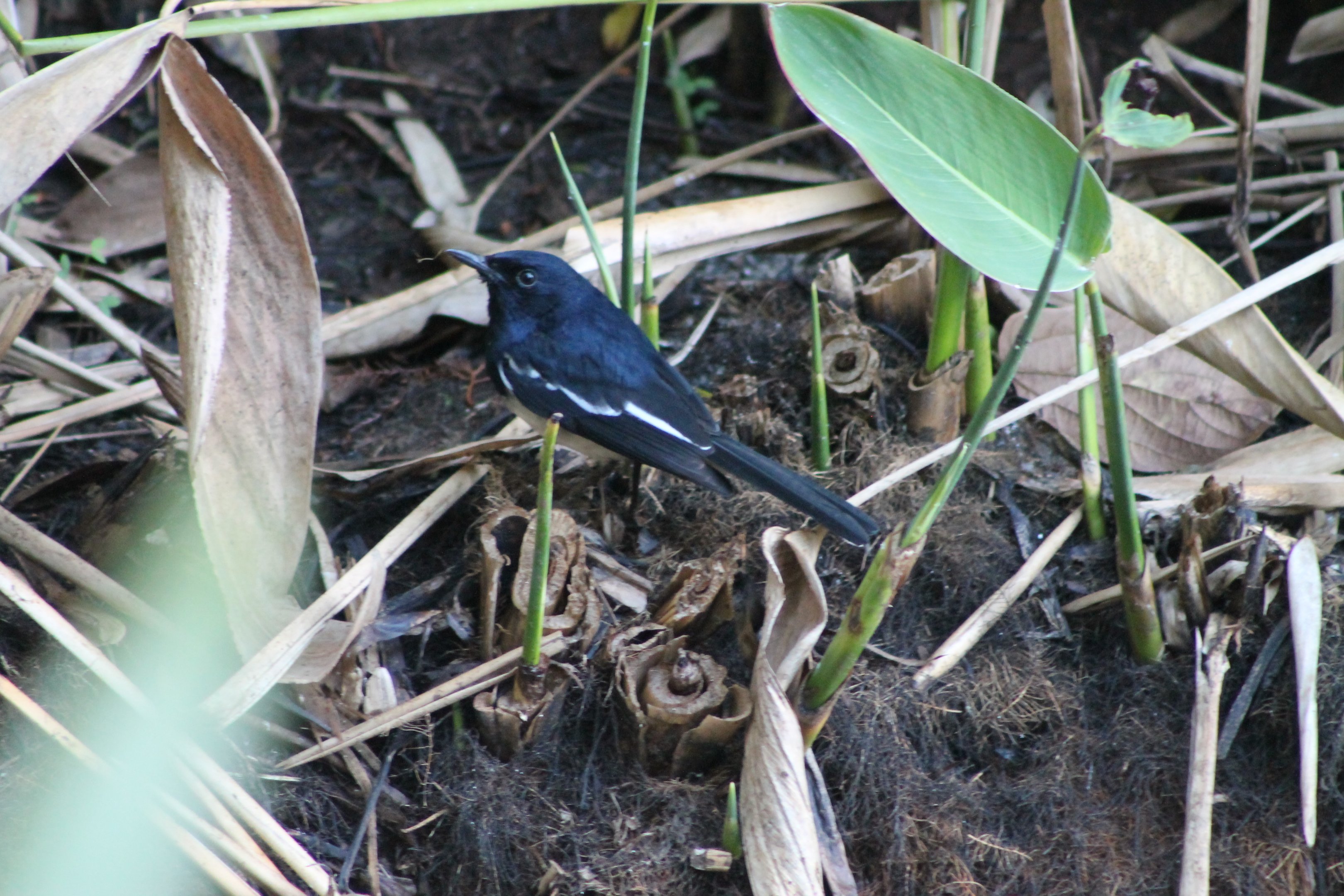 Oriental Magpie-Robin (Copsychus saularis)