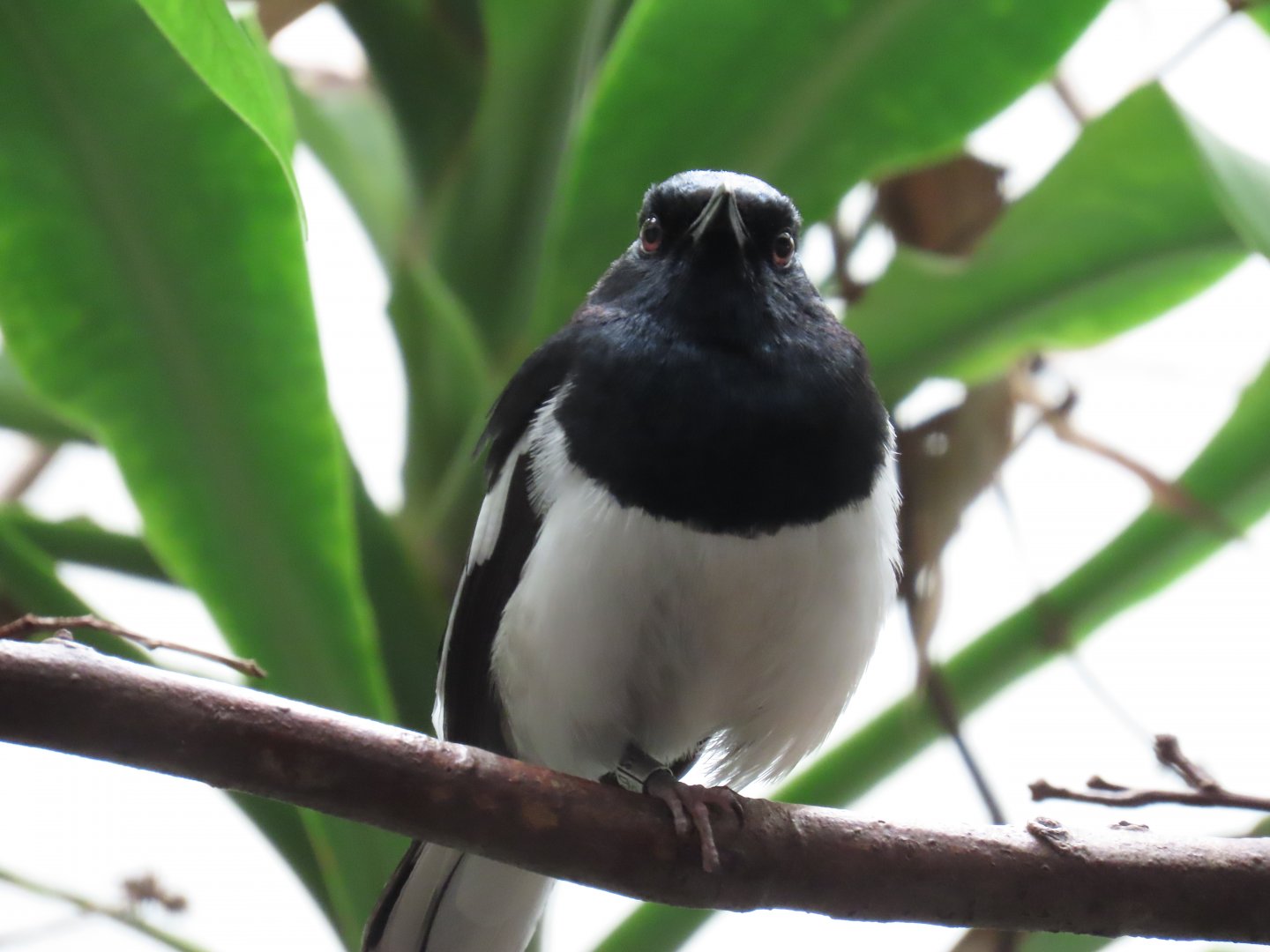 Oriental Magpie-robin (Copsychus saularis)