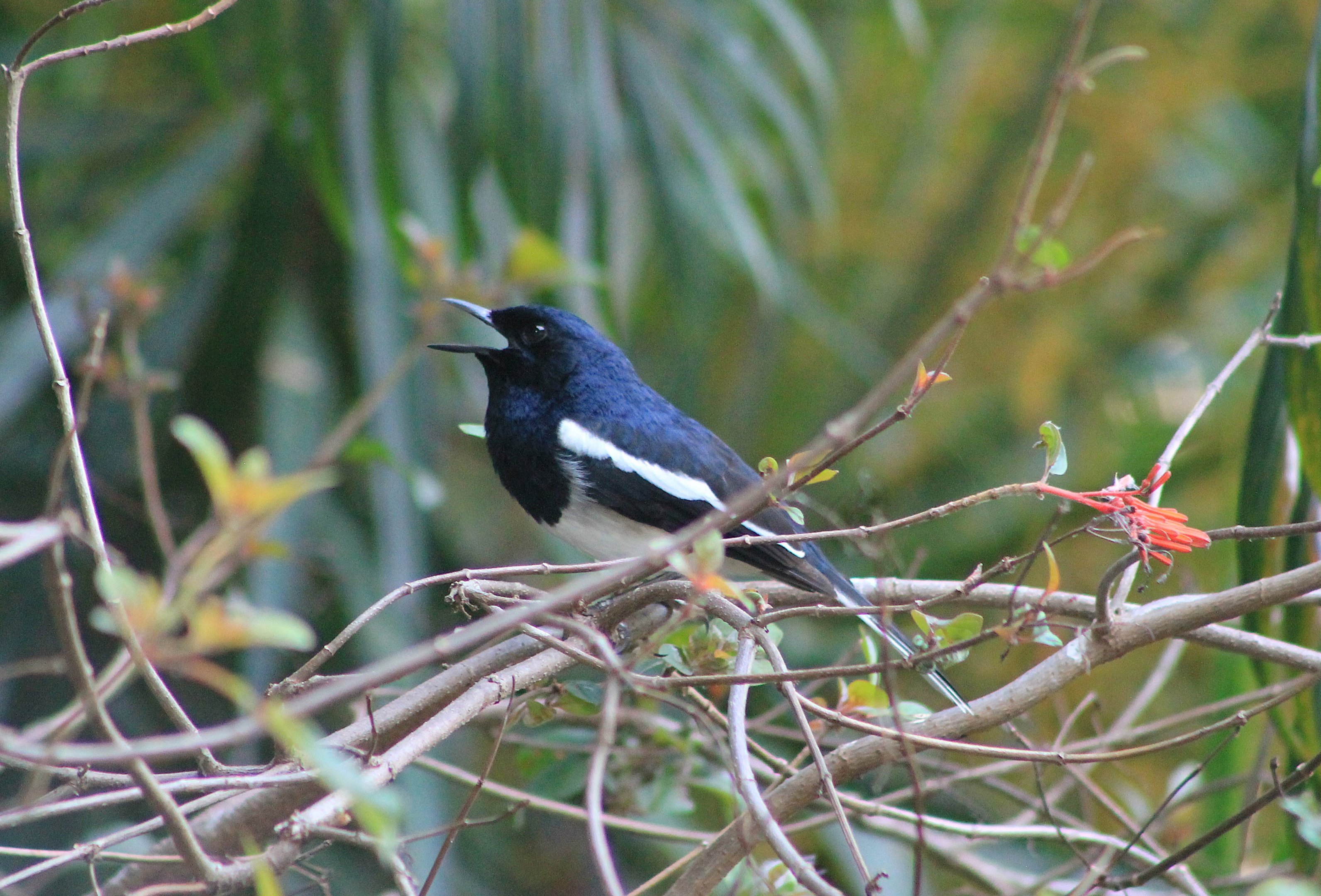 Oriental Magpie-Robin (Copsychus saularis)