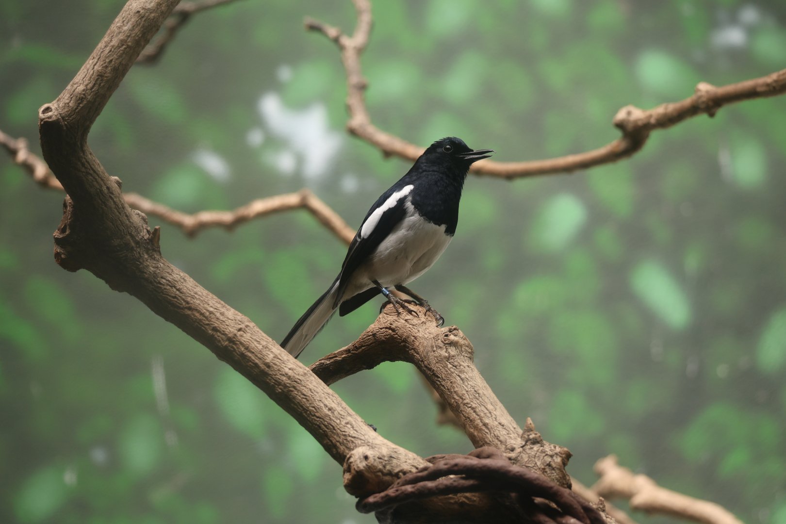 Oriental magpie-robin (Copsychus saularis)