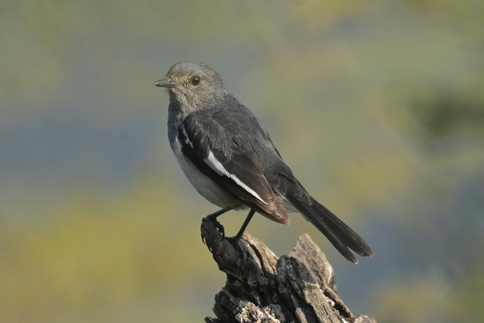 Oriental Magpie-Robin Copsychus saularis
