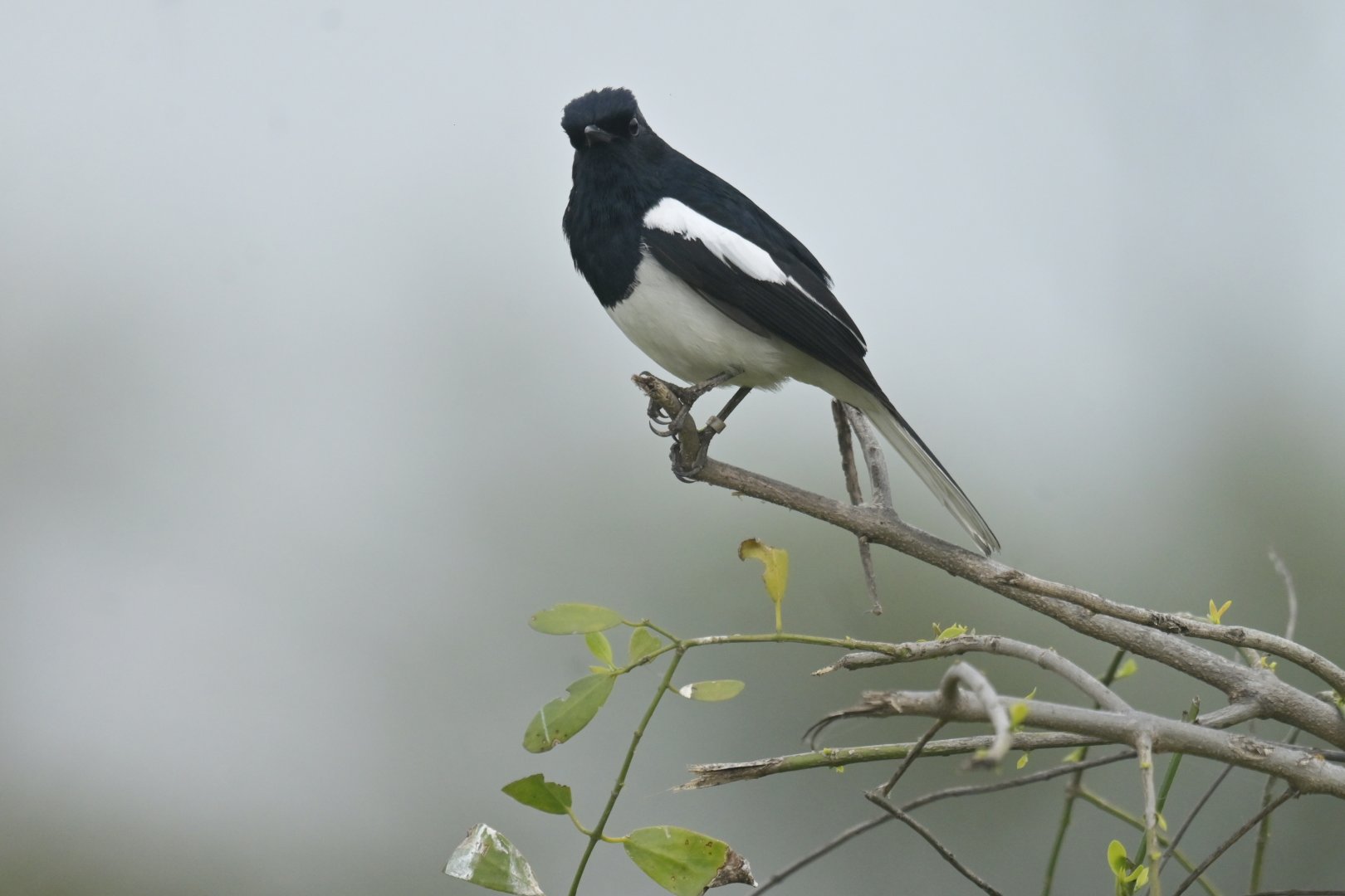 Oriental Magpie-Robin Copsychus saularis
