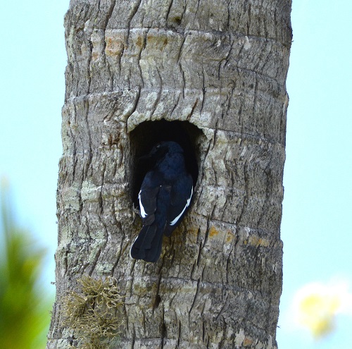Oriental magpie robin entering nest hole.