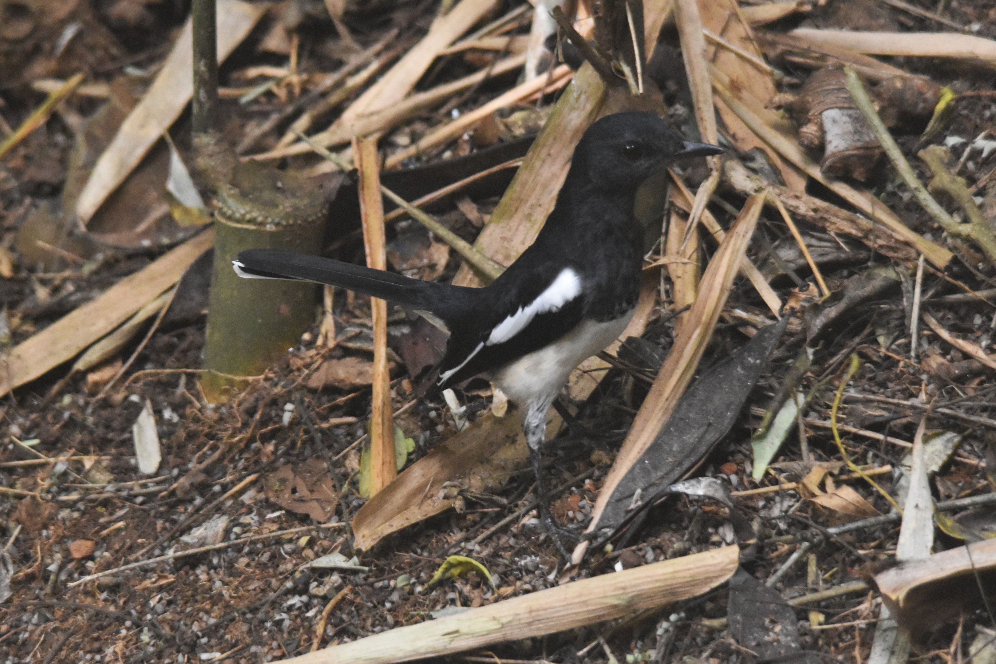 Oriental Magpie-robin Kabini River Lodge, 18th November 2024