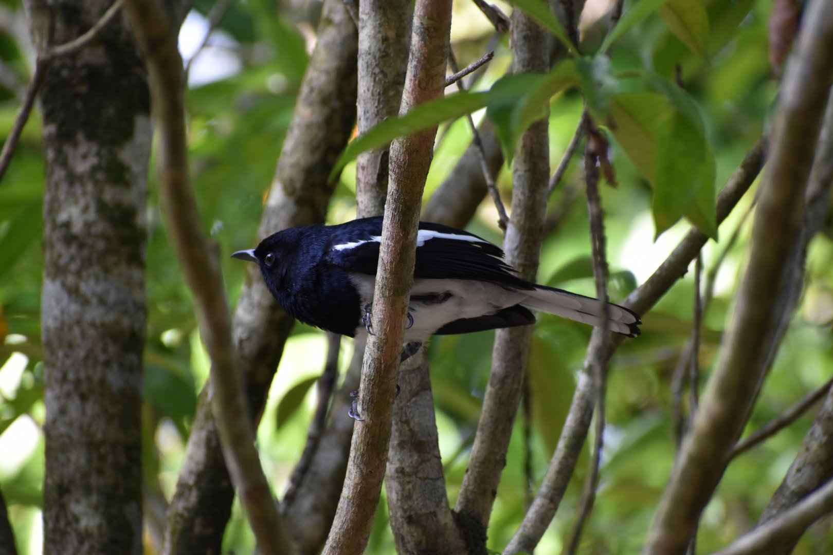 Oriental Magpie Robin ~ Singapore Botanic Gardens
