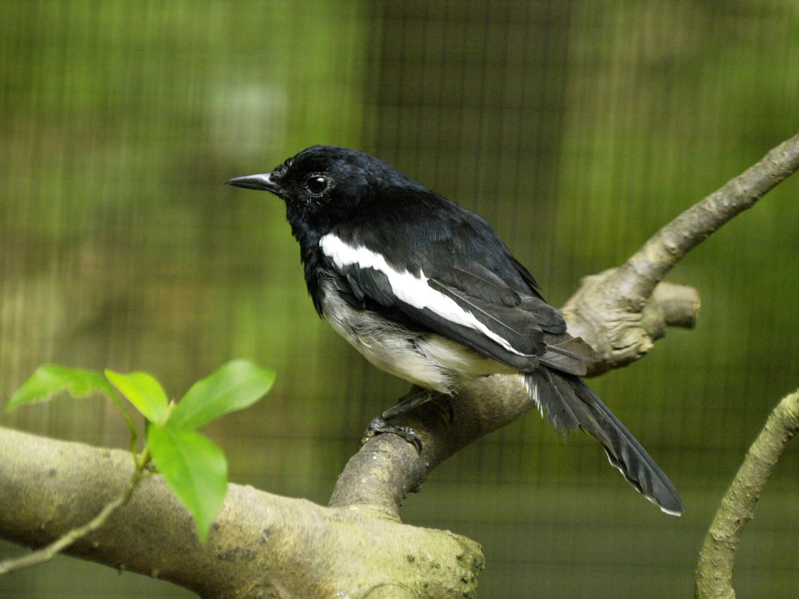 Oriental Magpie robin