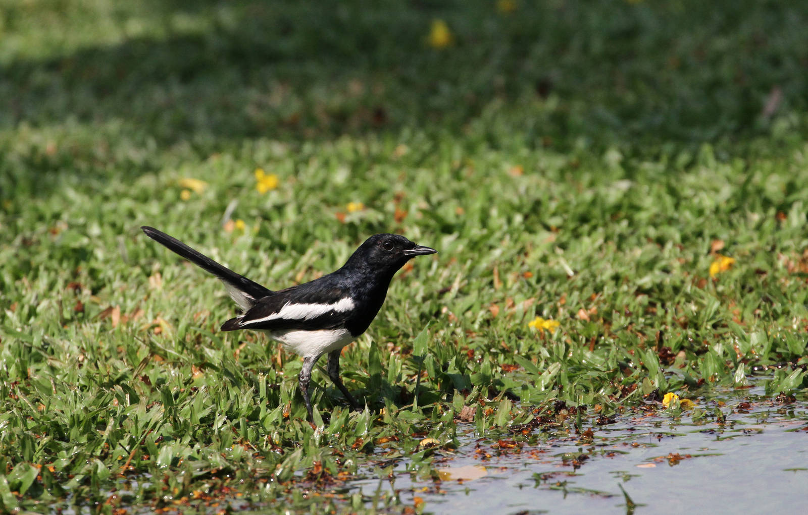 Oriental Magpie Robin
