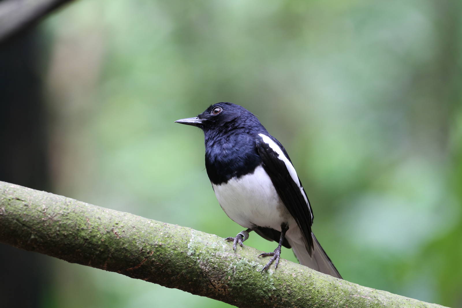 Oriental Magpie Robin?