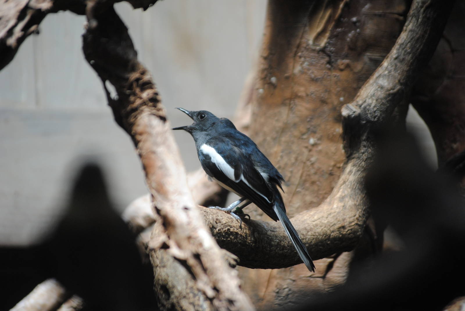 Oriental Magpie-Robin