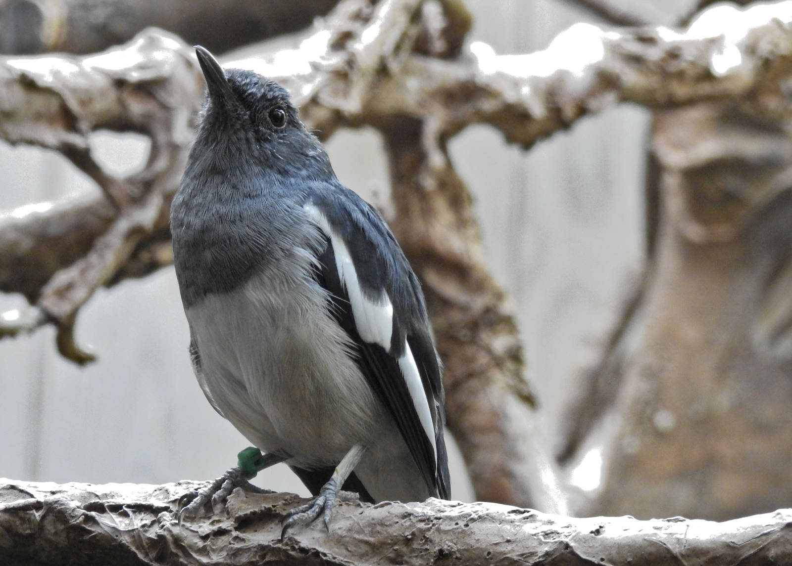 Oriental Magpie Robin