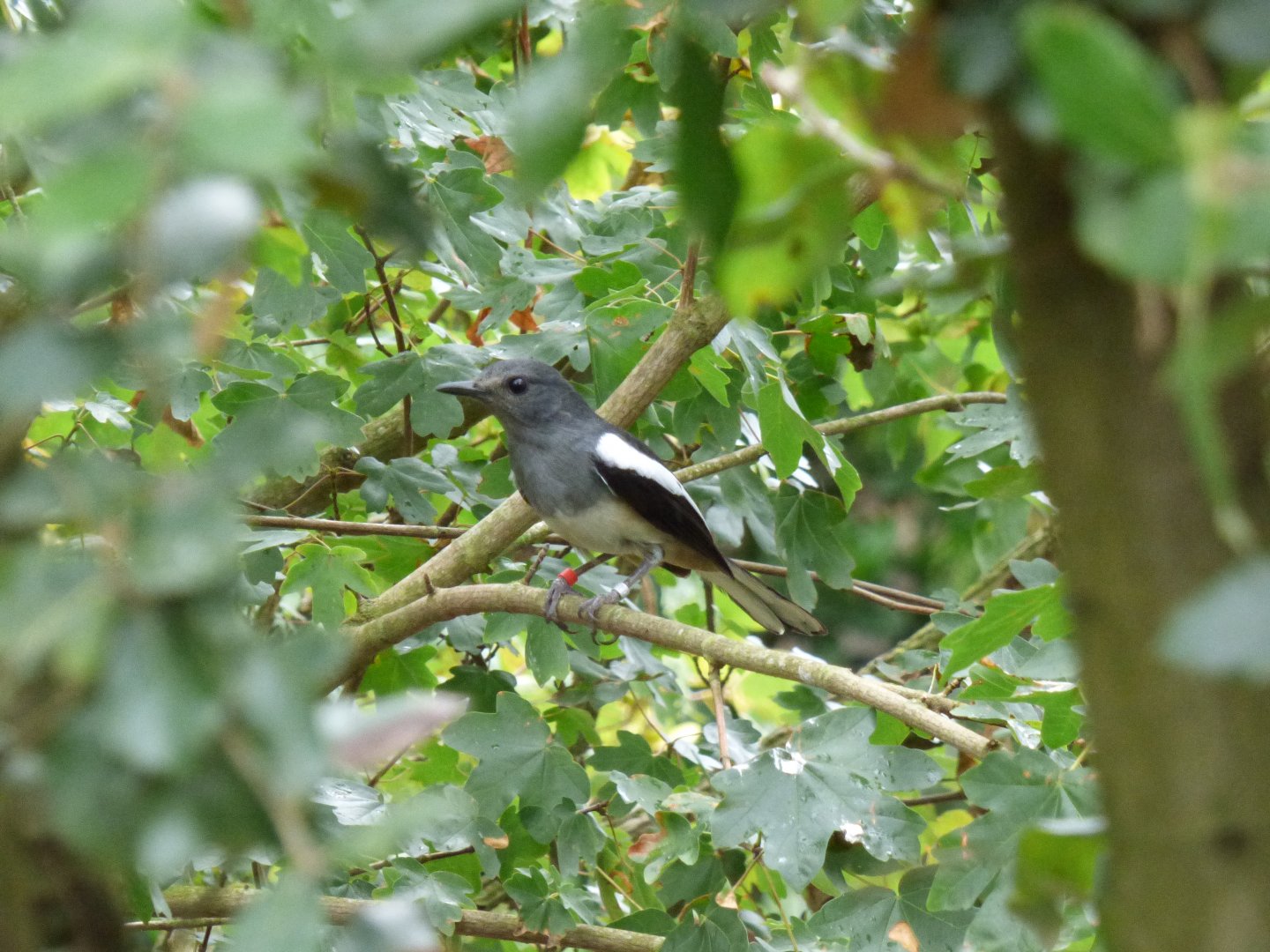 Oriental Magpie-Robin