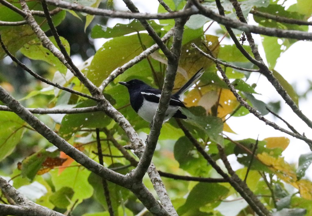 Oriental Magpie Robin