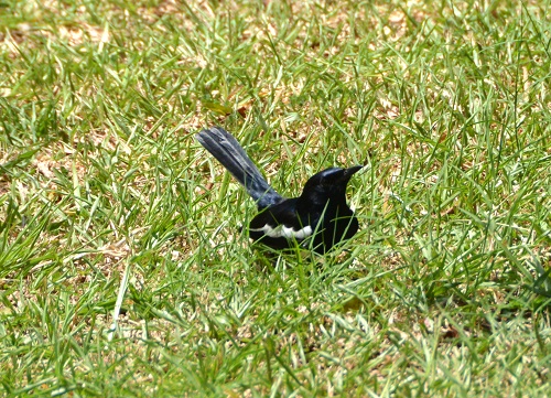 Oriental magpie robin.
