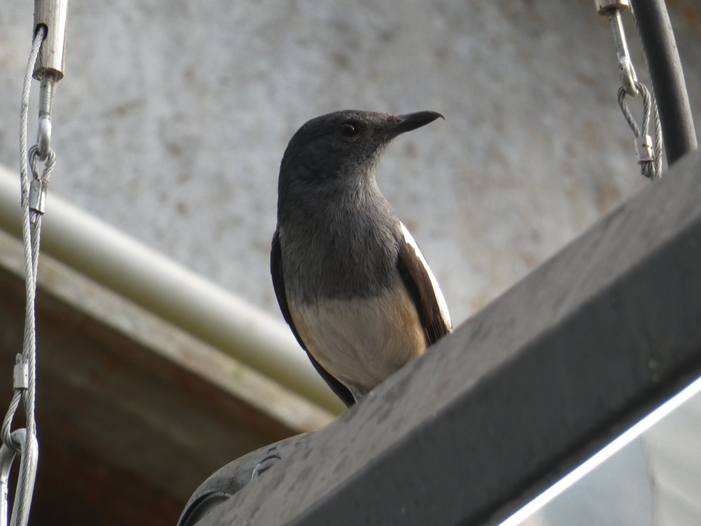 Oriental Magpie-Robin