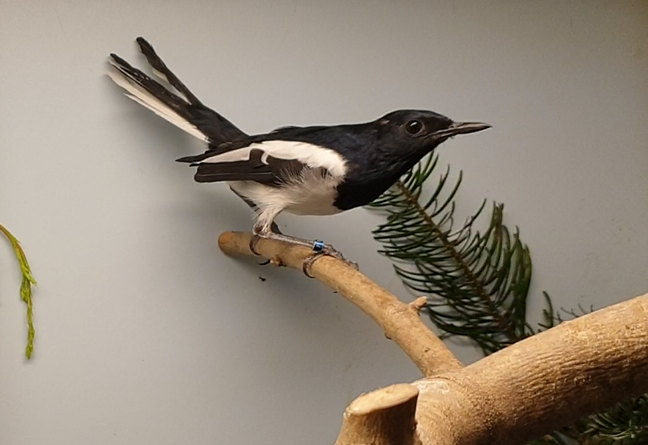 Oriental magpie-robin