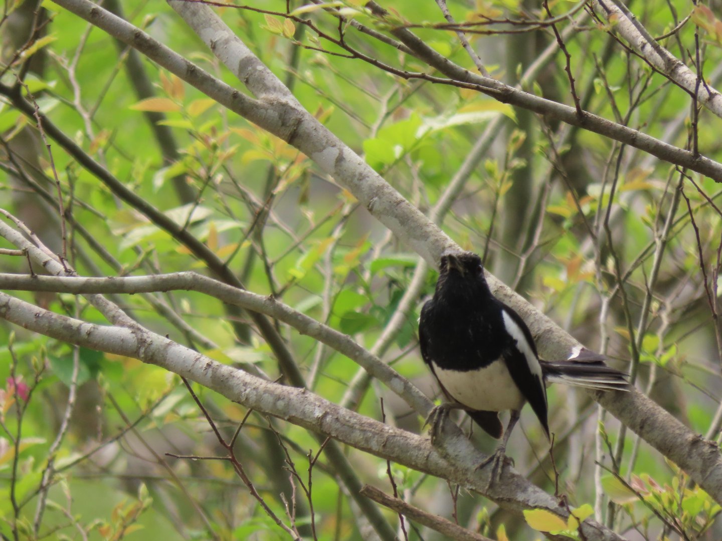 Oriental magpie robin