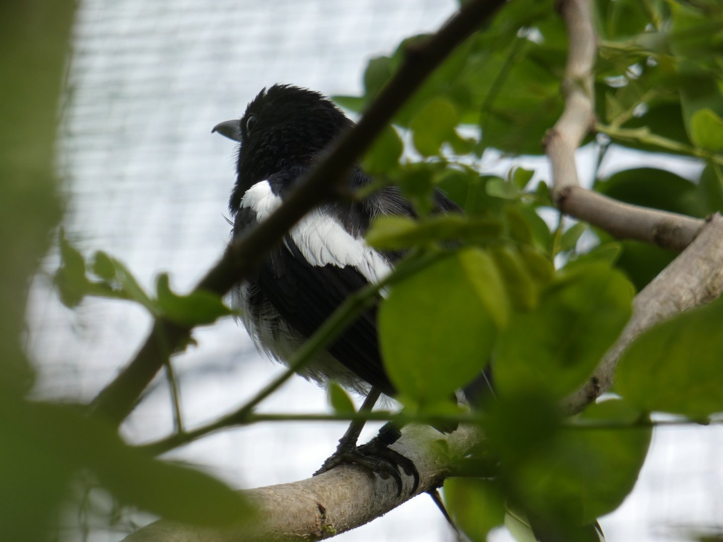 Oriental Magpie-robin
