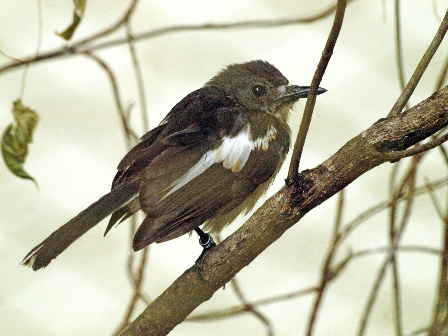 Oriental Magpie robin