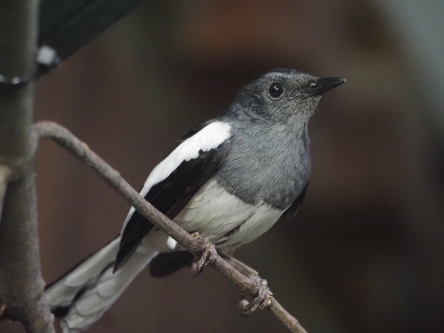 Oriental Magpie-Robin
