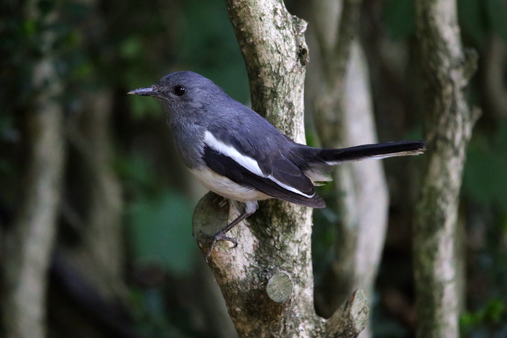 Oriental Magpie Robin