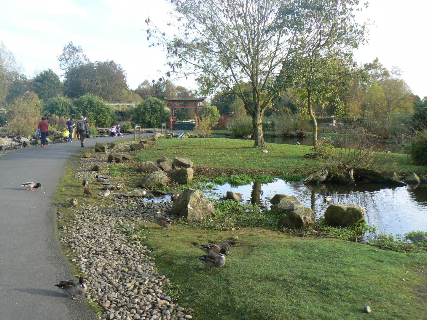 Oriental Pen - 14 October 2017