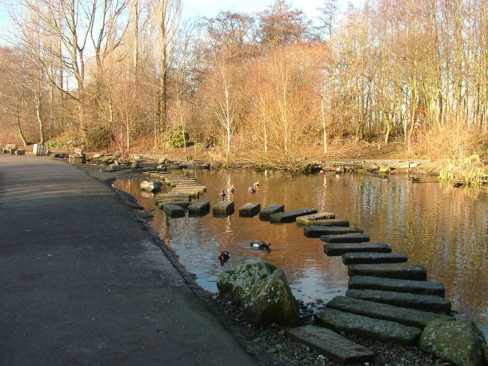 Oriental Pen at Martin Mere, 28/01/11