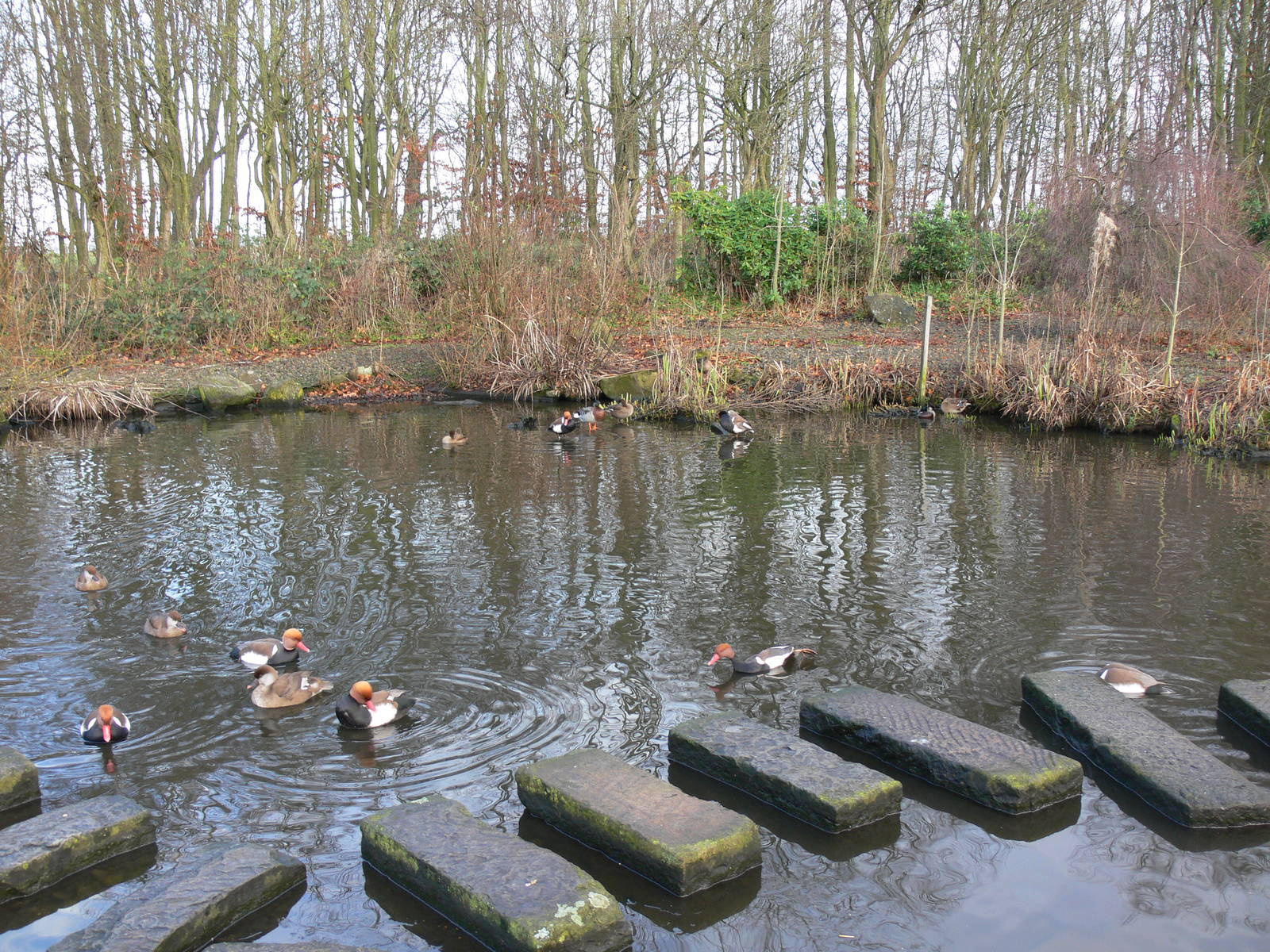Oriental Pen at Martin Mere WWT 08/12/12