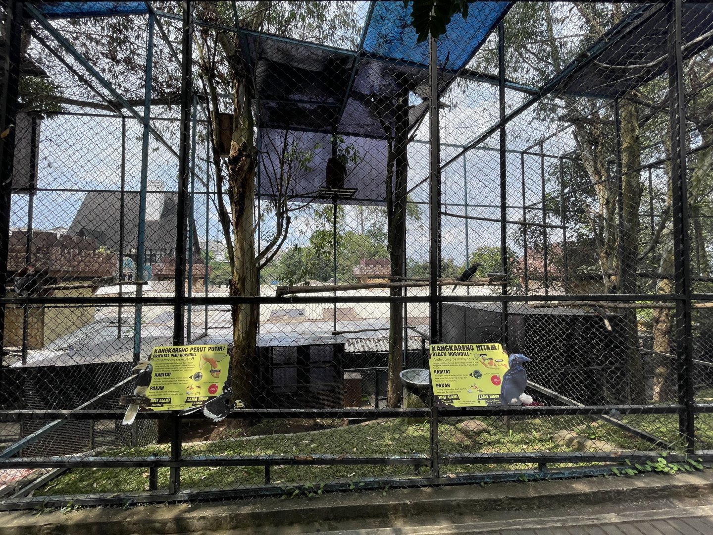 oriental pied & black hornbill exhibit