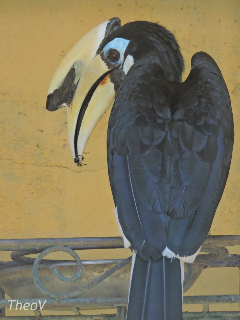 Oriental pied hornbill [2016]