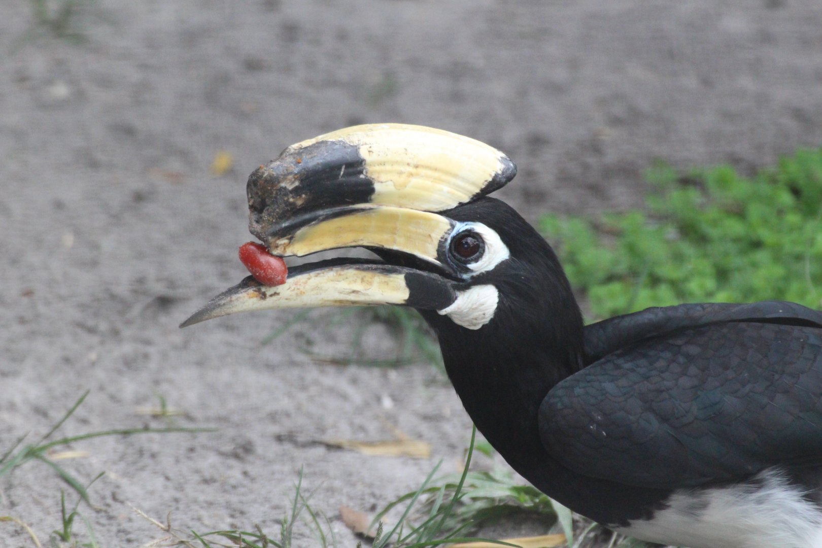 Oriental Pied Hornbill (2016)