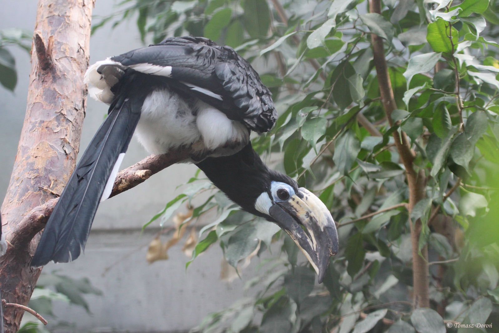 Oriental Pied Hornbill (Anthracoceros albirostris albirostris) female