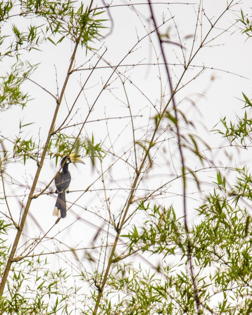 Oriental pied hornbill, Anthracoceros albirostris albirostris