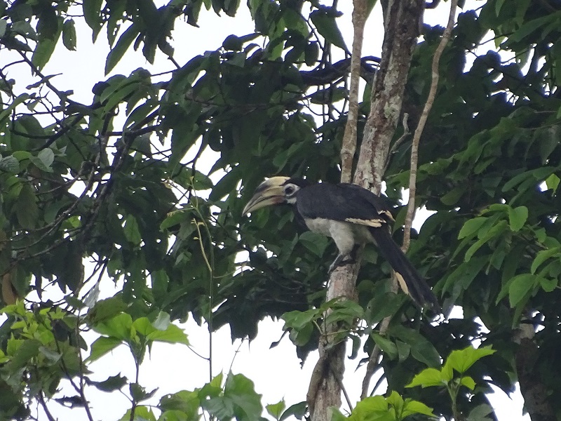 Oriental pied hornbill (Anthracoceros albirostris albirostris)
