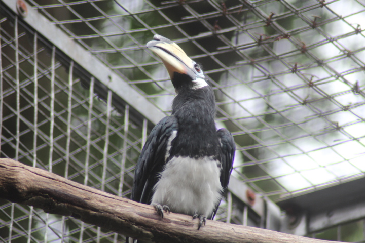 Oriental pied hornbill (Anthracoceros albirostris convexus)