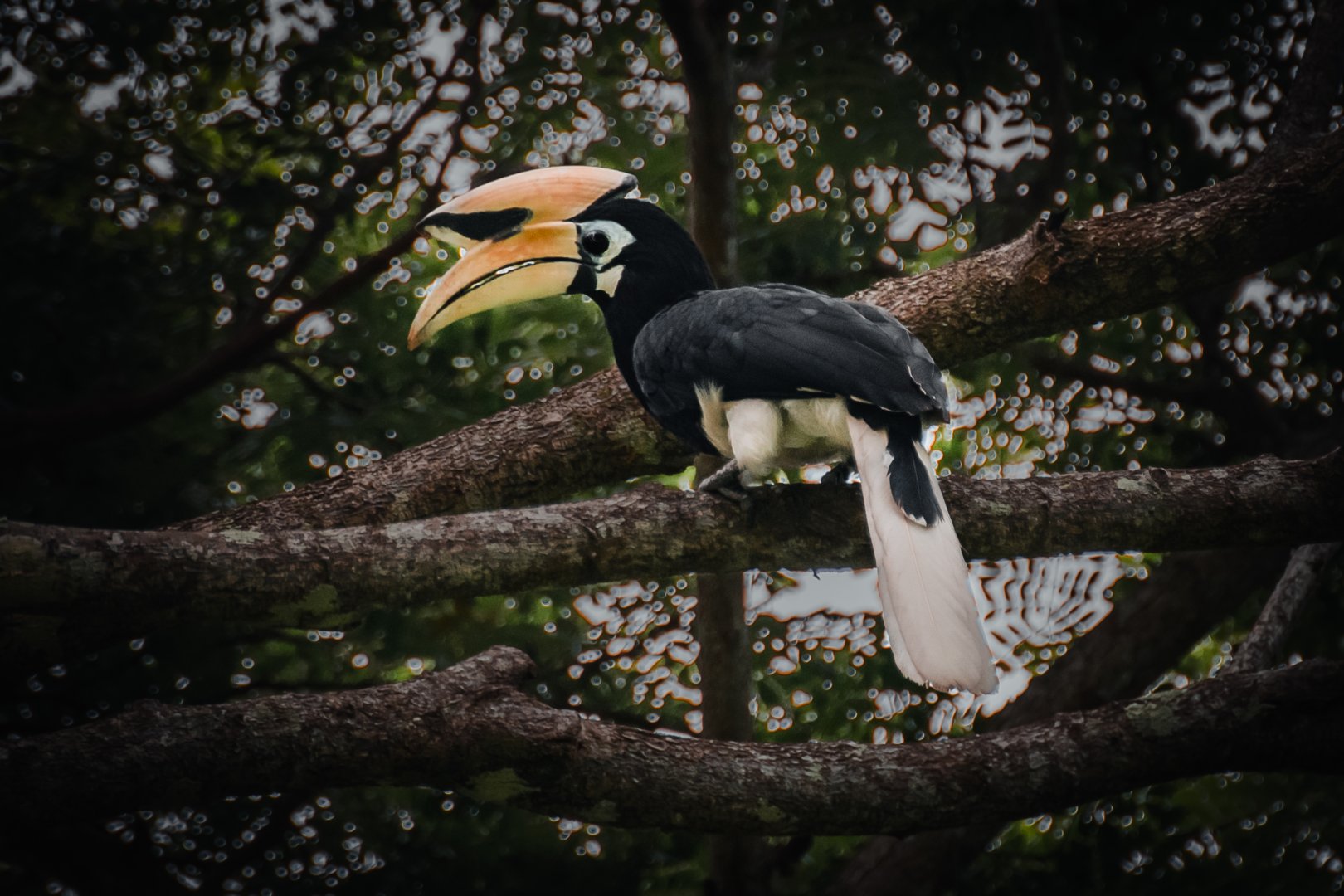 Oriental Pied Hornbill (Anthracoceros albirostris), male