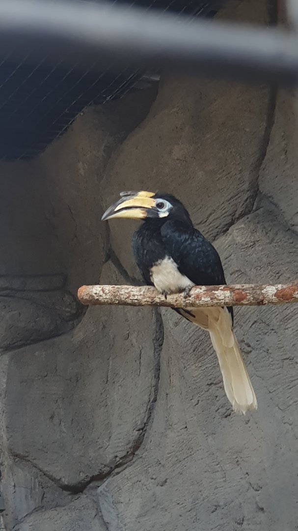 Oriental Pied Hornbill (Anthracoceros albirostris) - Solo Safari