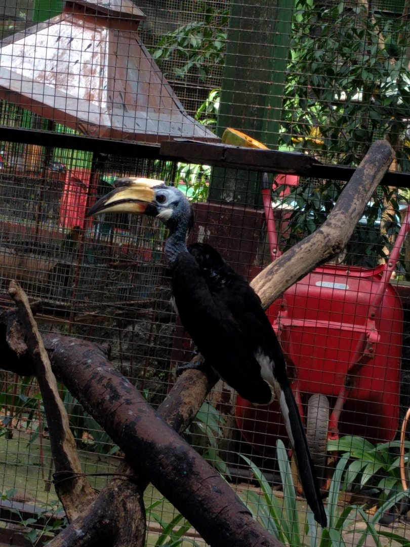 Oriental Pied Hornbill (Anthracoceros albirostris) - Taru Jurug Zoo