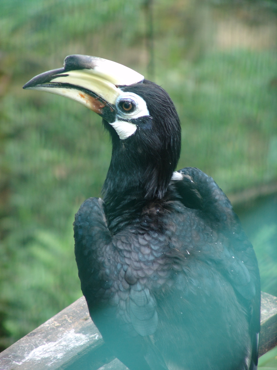 Oriental Pied Hornbill (Anthracoceros albirostris)