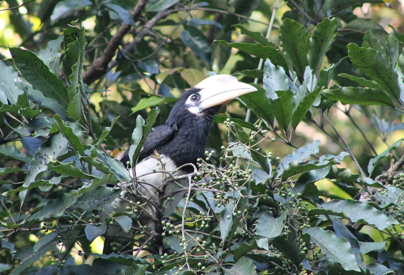 Oriental pied hornbill (Anthracoceros albirostris)