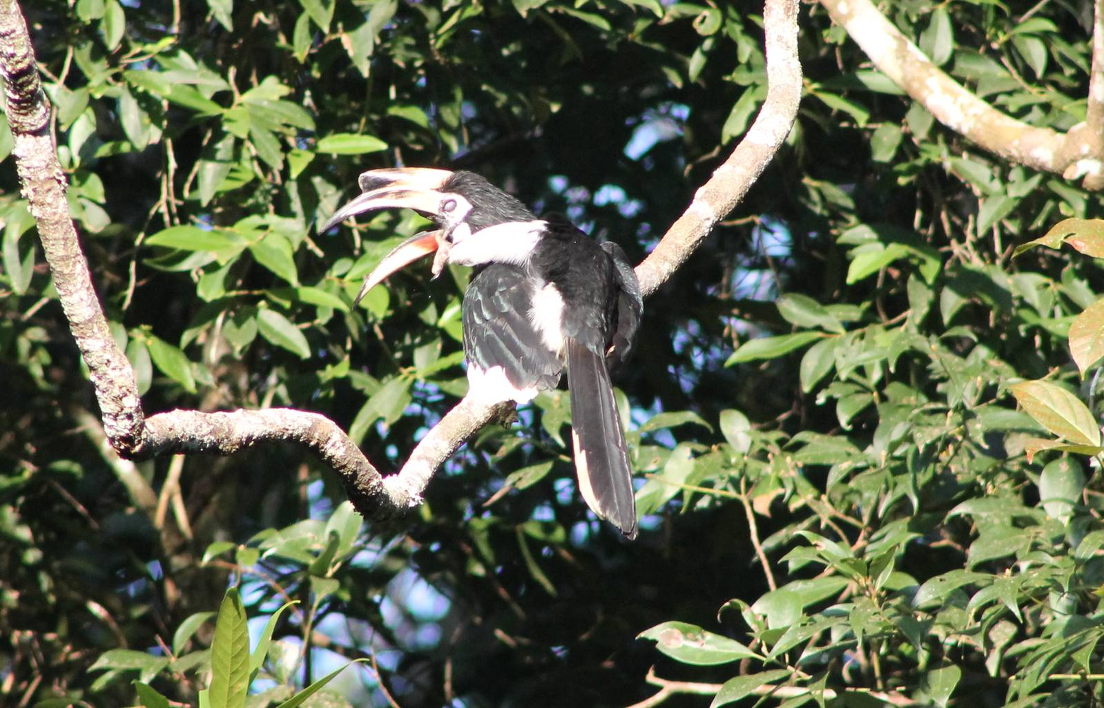 Oriental pied hornbill (Anthracoceros albirostris)