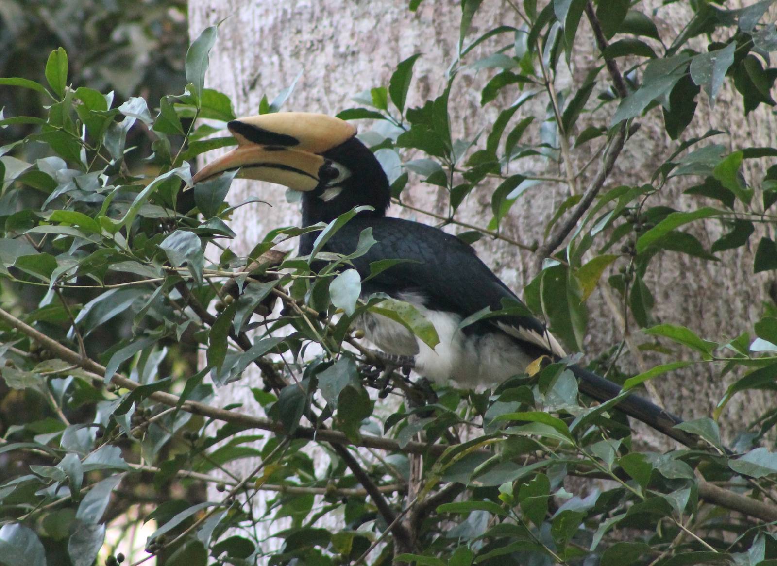 Oriental pied hornbill (Anthracoceros albirostris)