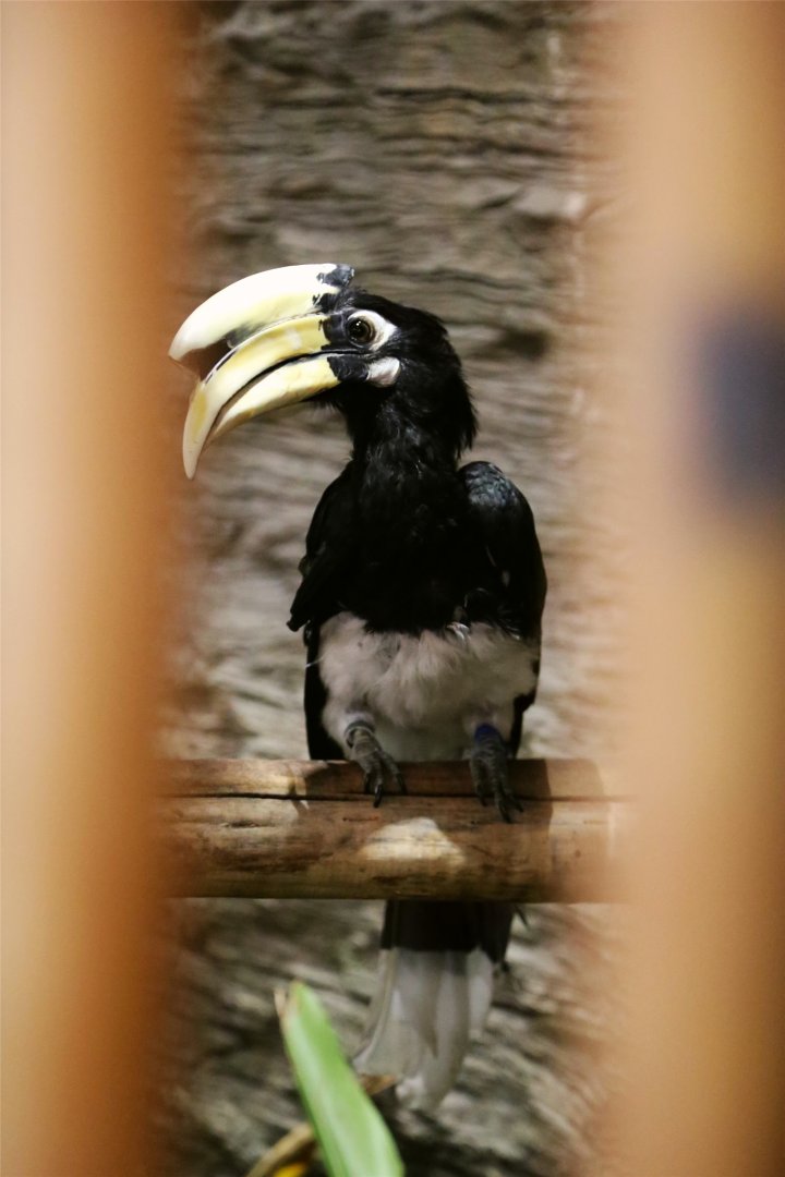 Oriental pied hornbill (Anthracoceros albirostris)