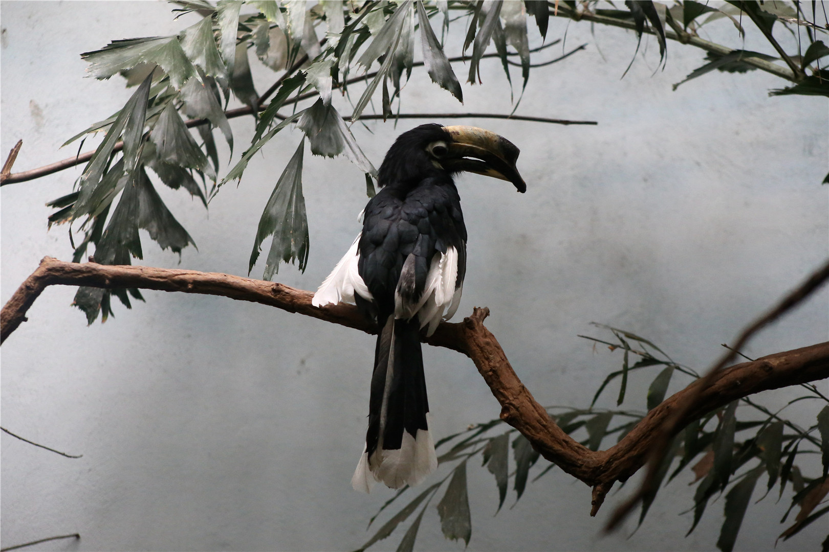 Oriental pied hornbill (Anthracoceros albirostris)