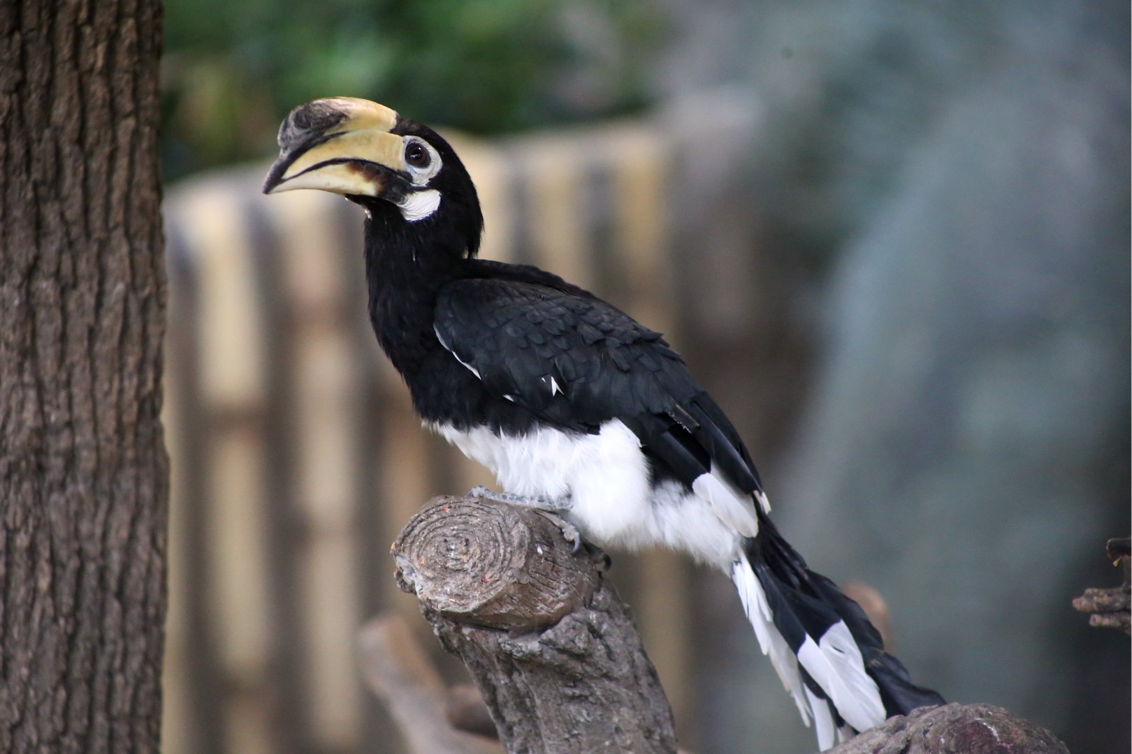 Oriental Pied Hornbill (Anthracoceros albirostris)