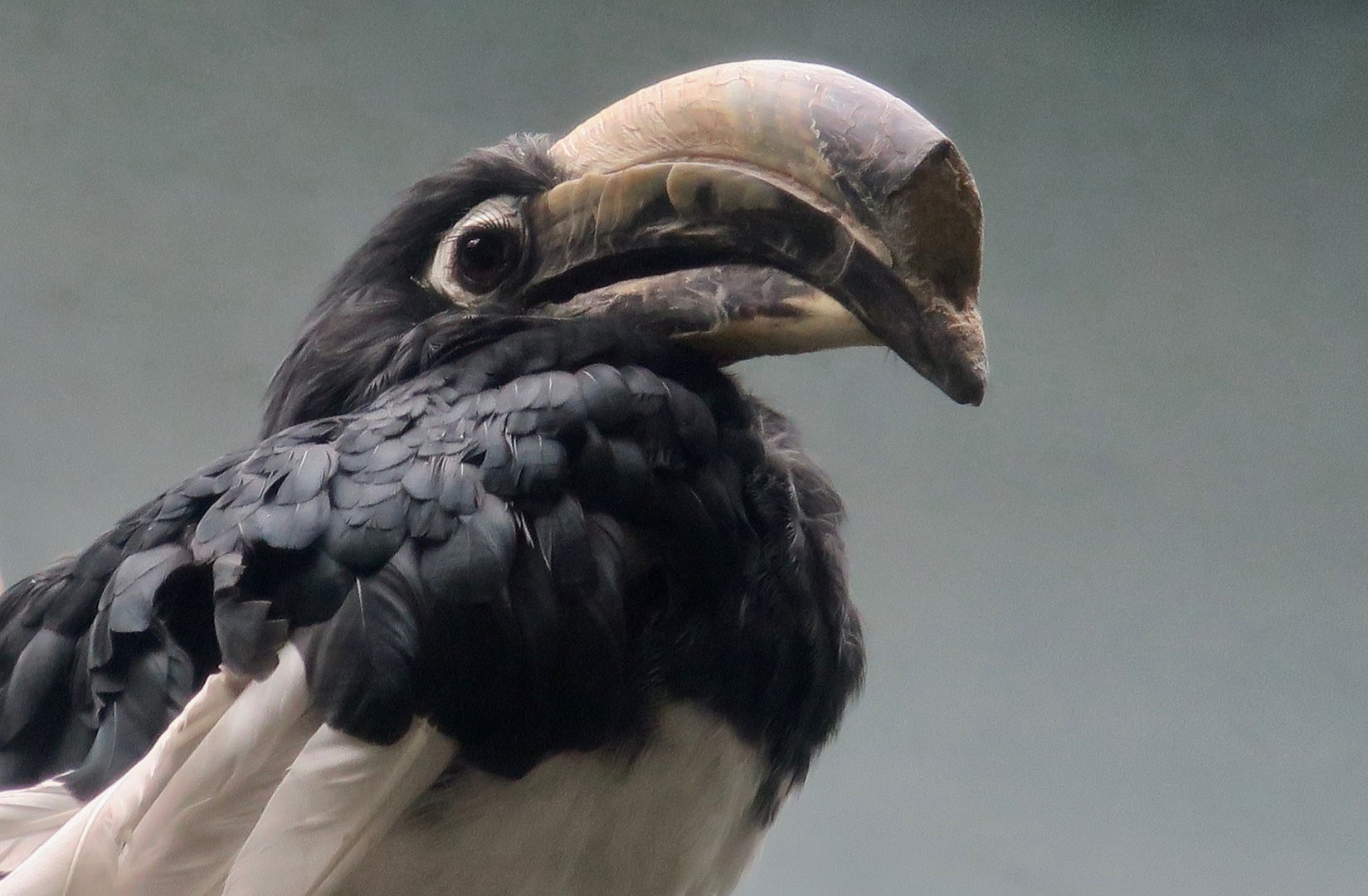 Oriental Pied Hornbill (Anthracoceros albirostris)
