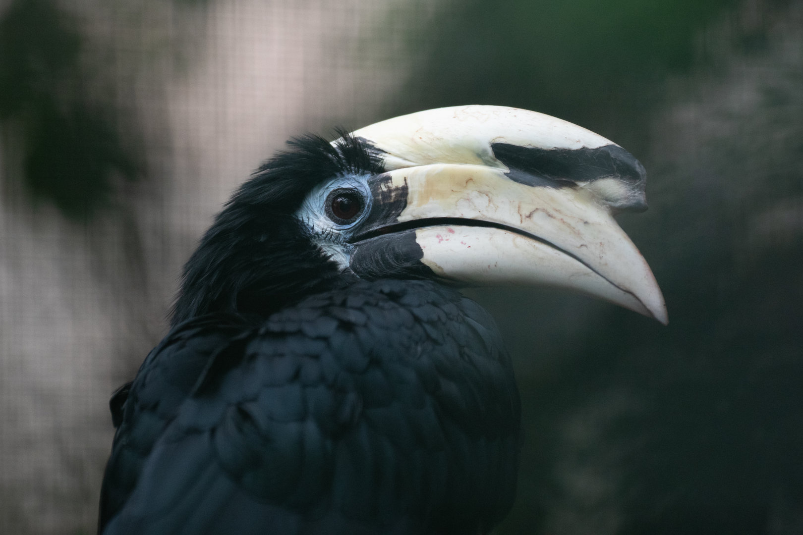 Oriental pied hornbill (Anthracoceros albirostris)