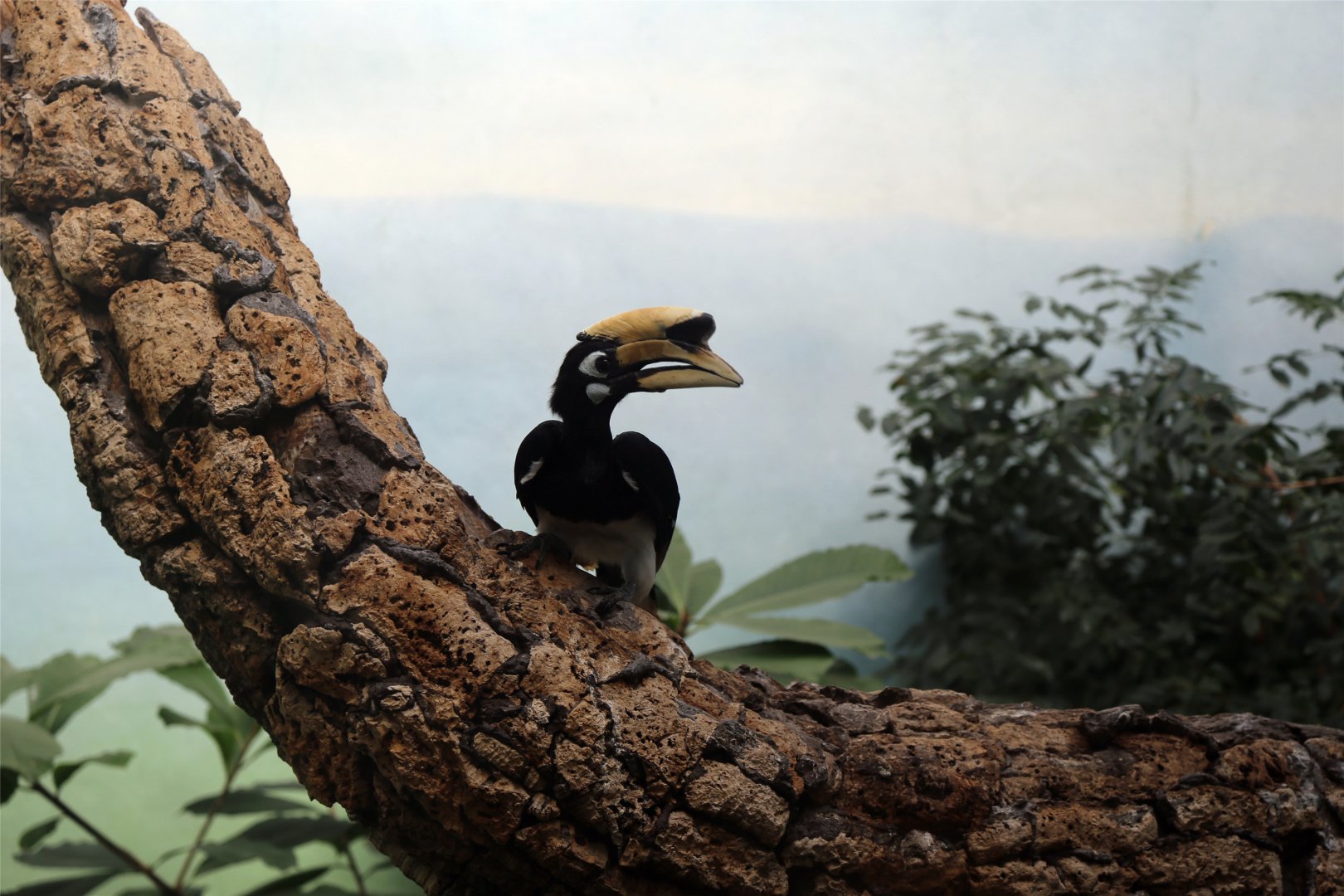 Oriental Pied Hornbill (Anthracoceros albirostris)